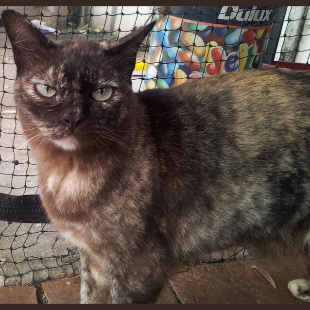 Photo of Bella (Burmese Cross)