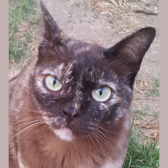 Photo of Bella (Burmese Cross)