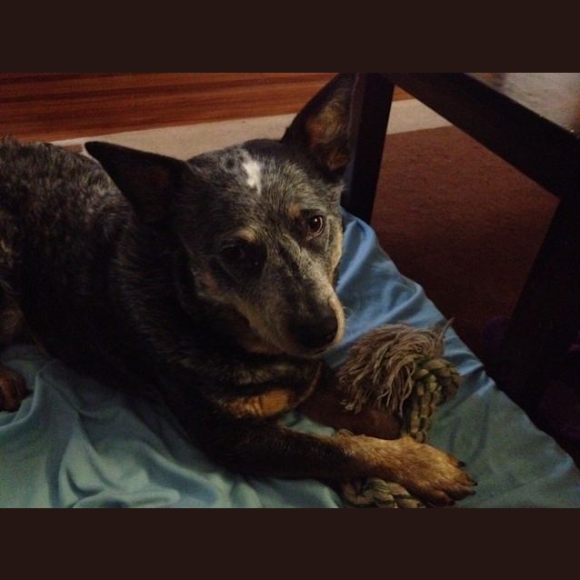 Photo of Abby