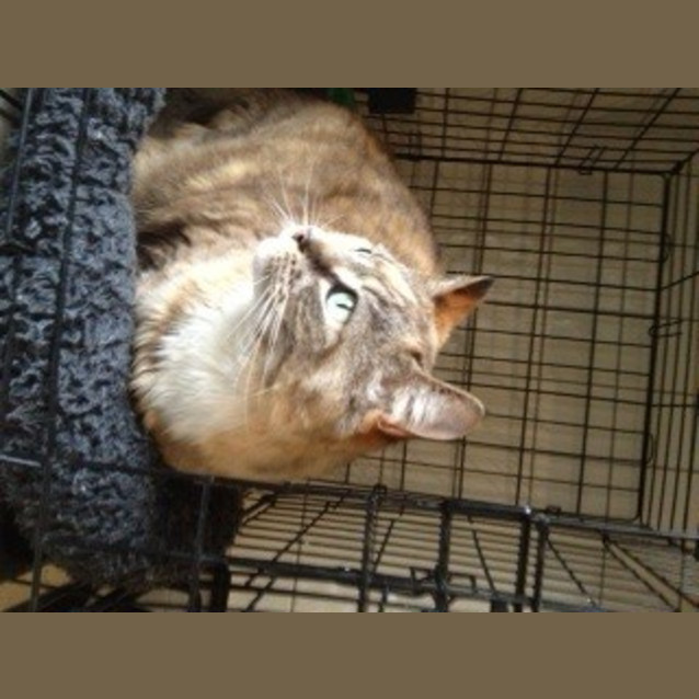 Photo of Millie *Senior Girl Needs A Loving Home*