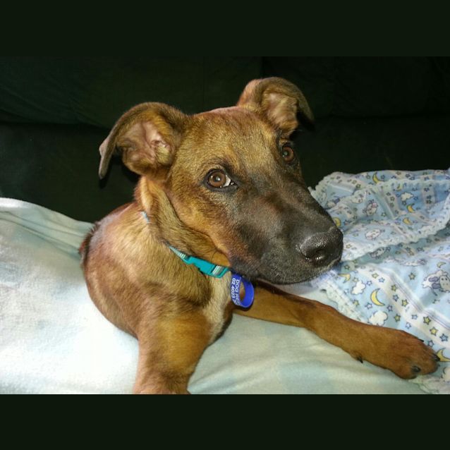 Photo of Puppy Razor (On Trial 19/11/13)