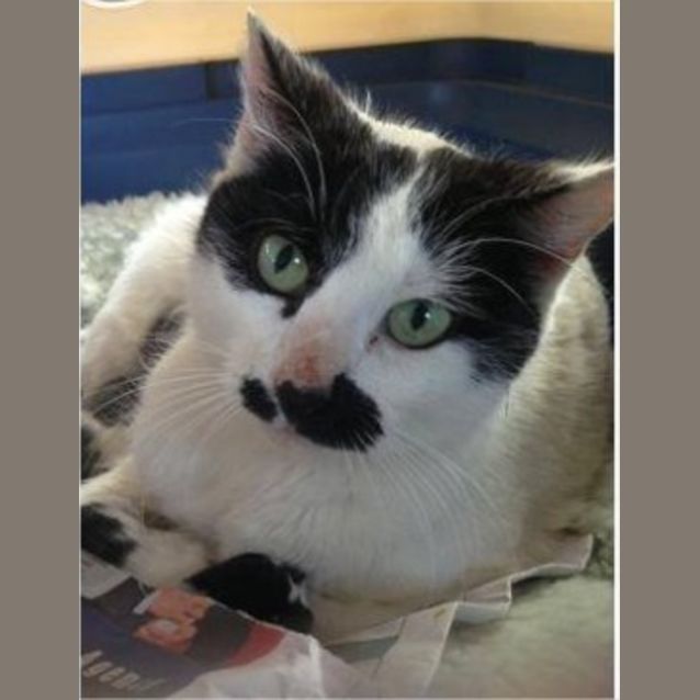 Photo of Paddy Melon