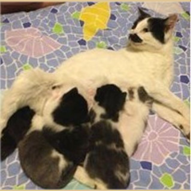 Photo of Paddy Melon