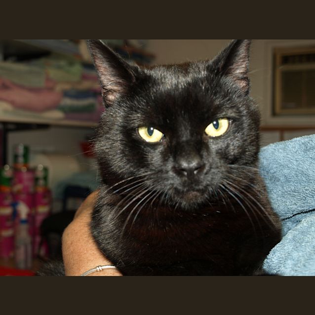 Photo of Mannix