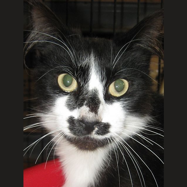 Photo of Little Kevin