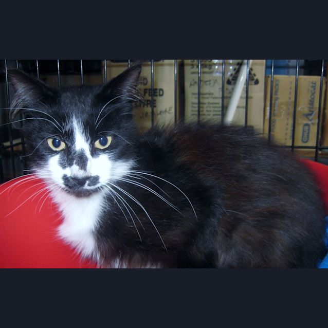 Photo of Little Kevin