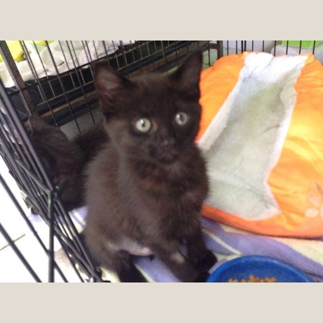 Photo of Kitty 1