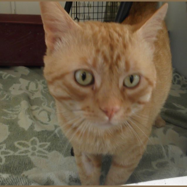 Photo of Pumba