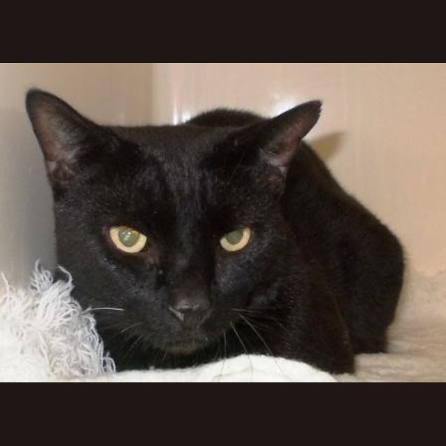 Photo of Blade