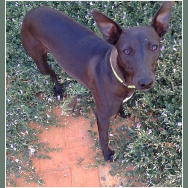 Photo of Shelby *On Trial In Her New Home*