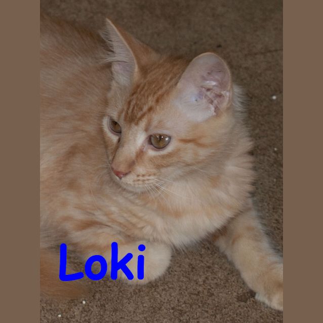 Photo of Loki