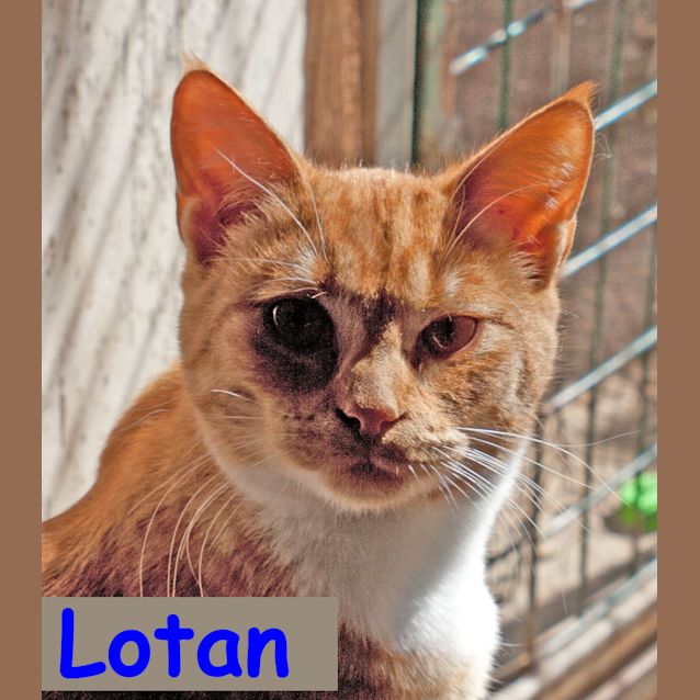 Photo of Lotan