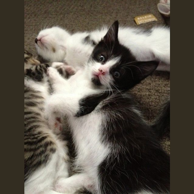 Photo of Patches