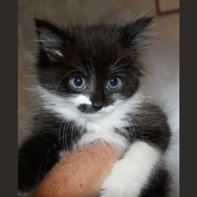 Photo of Indie