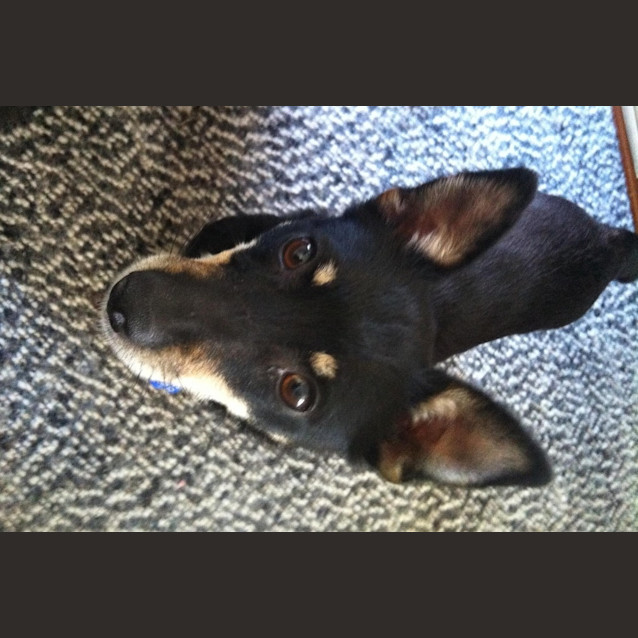 Photo of Wags (Adopted)