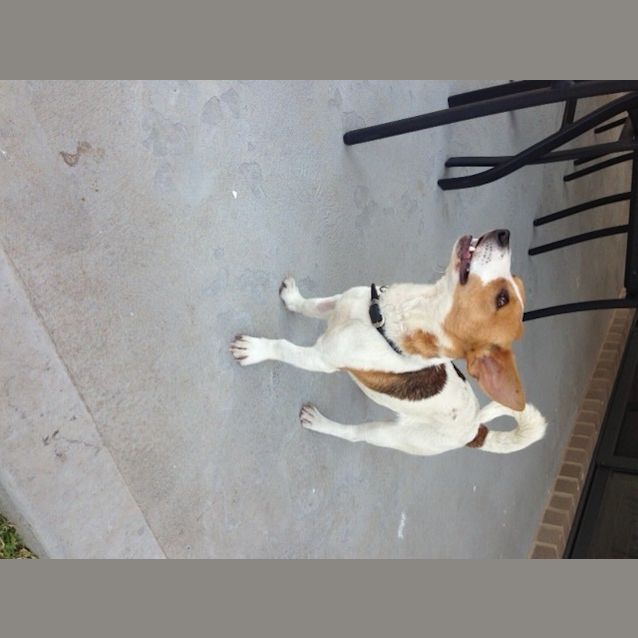 Photo of Puppy Oscar (On Trial 18/11/13)