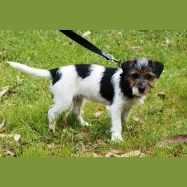 Photo of Sweet Millie   Female Wired Haired Terrier