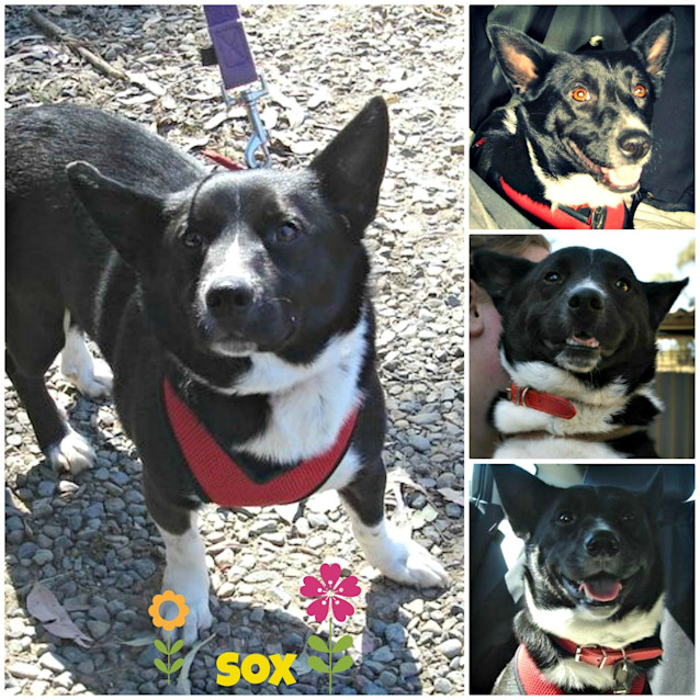 Photo of Sox