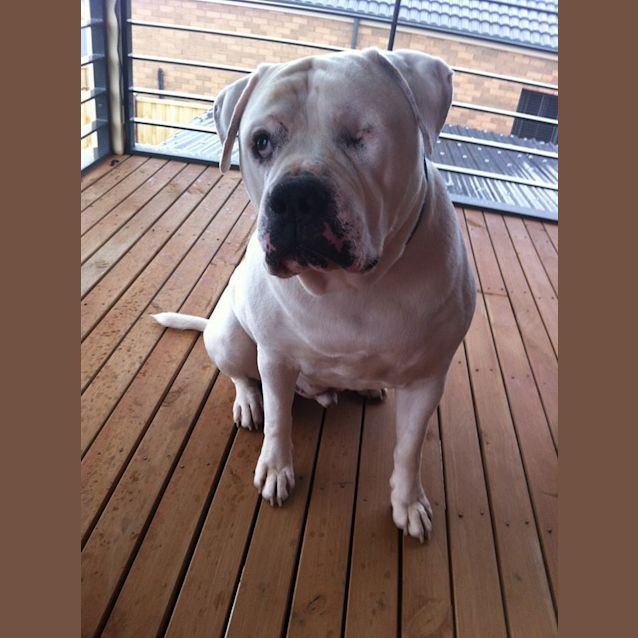 Photo of Sarge