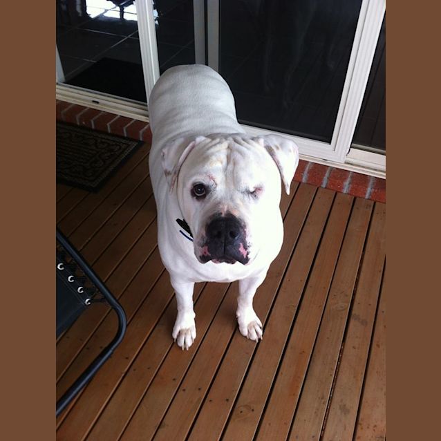 Photo of Sarge