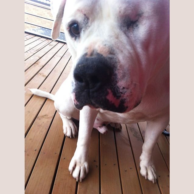 Photo of Sarge