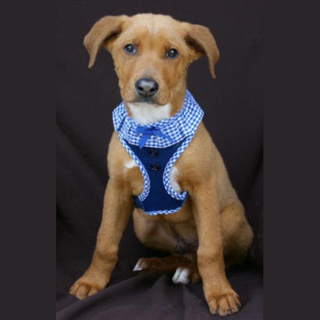 Photo of Rigby