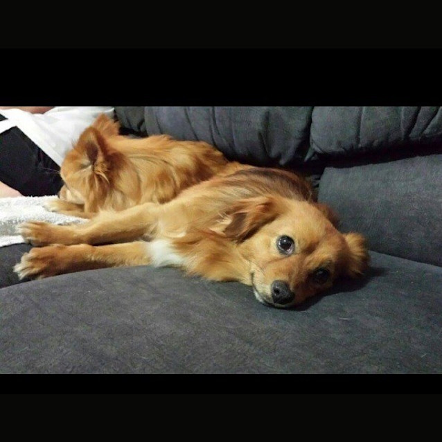 Photo of Starsky