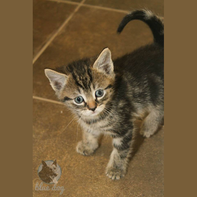 Photo of Ozzie (C492)