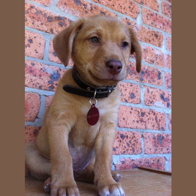 Photo of Buddy #1597