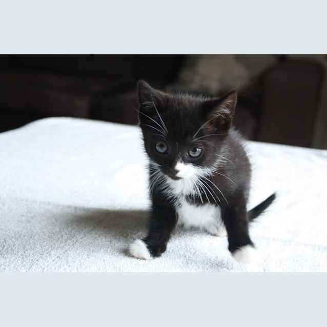 Photo of Inky