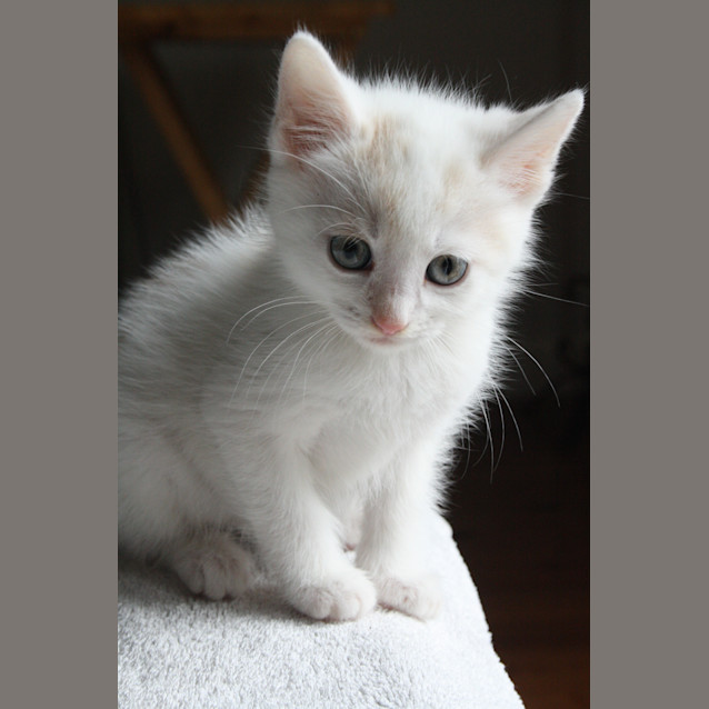Photo of Dougal