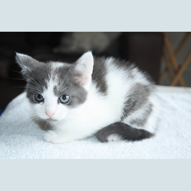 Photo of Velvet