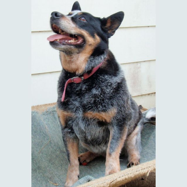 Photo of Lassie (E1058)
