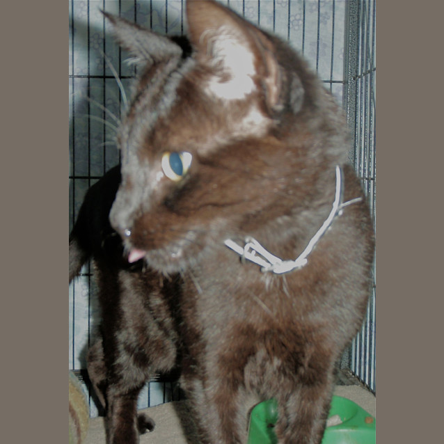 Photo of Charlie (E1075)