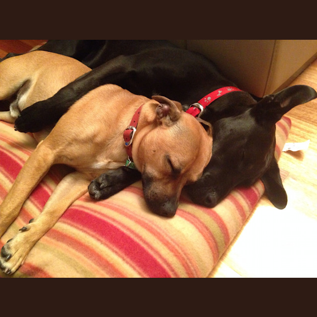 Photo of Poppy **On Hold**