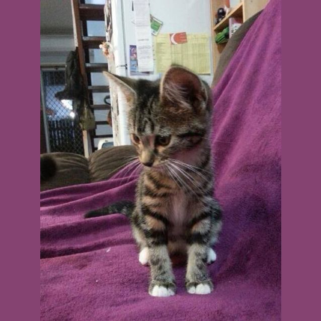 Photo of Socks