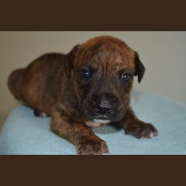 Photo of Pumba