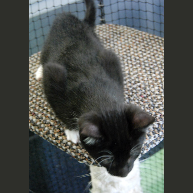 Photo of Socks