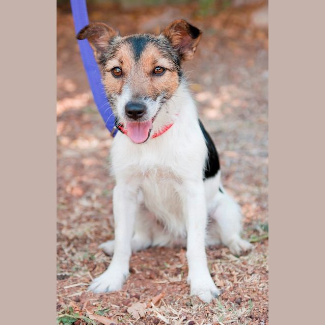 Photo of Taffi (D2552)