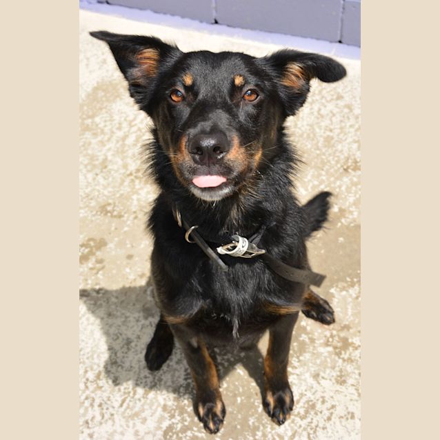 Photo of Fudge