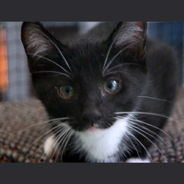 Photo of Socks