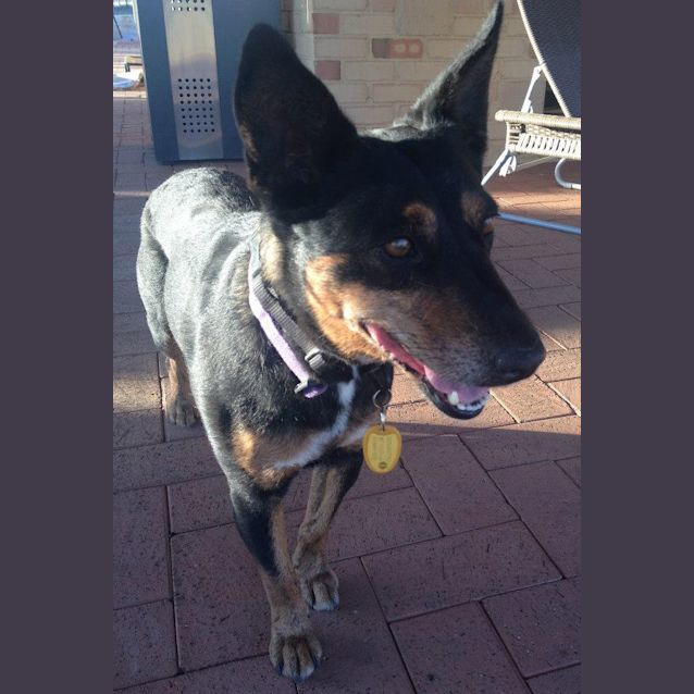 Photo of Layla