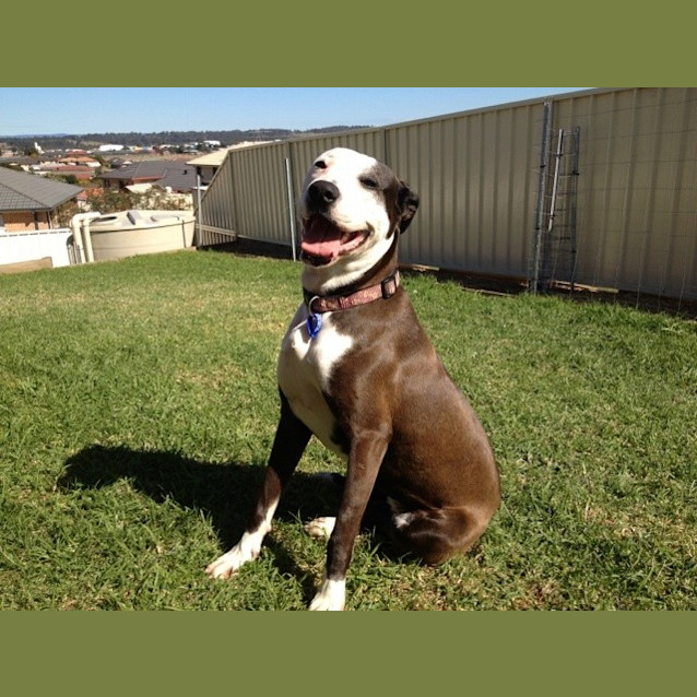 Photo of Asha  (Adopted 27/12/13)