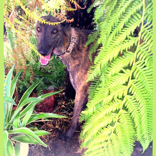 Photo of Odin *On Trial In His New Home*