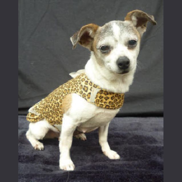 Photo of Puppy