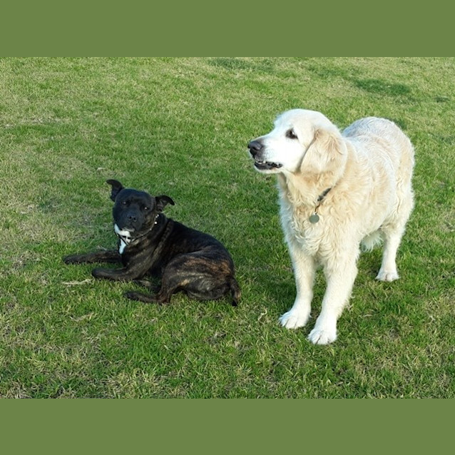 Photo of Ollie   Loves Other Dogs! 