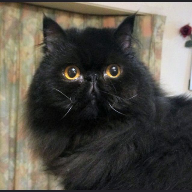 Photo of Count Von Fluffington