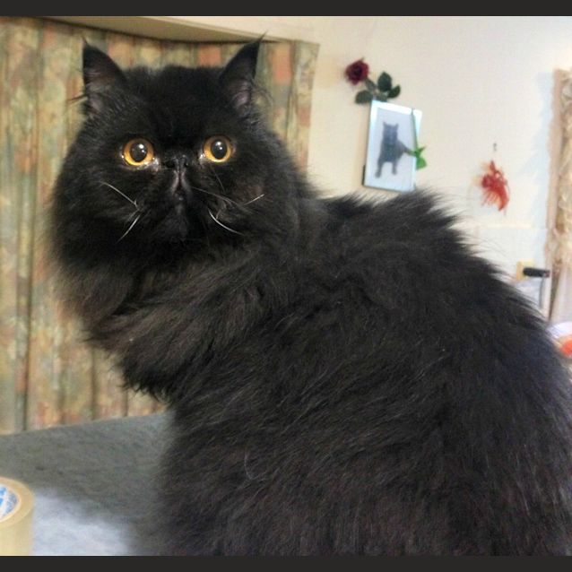 Photo of Count Von Fluffington