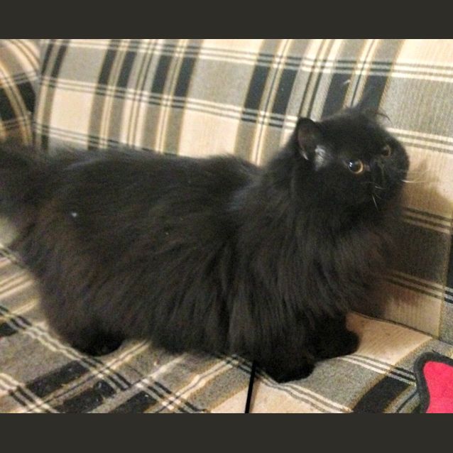 Photo of Count Von Fluffington