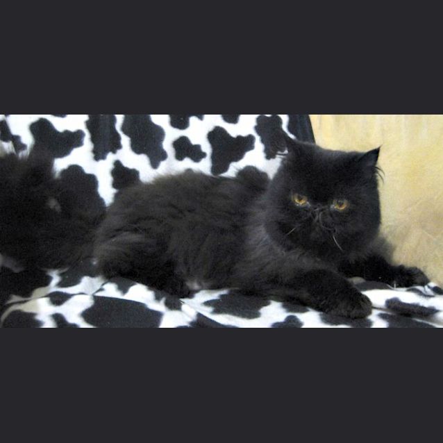 Photo of Count Von Fluffington